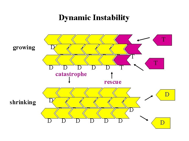 Dynamic Instability T growing D D D D catastrophe T D D T T