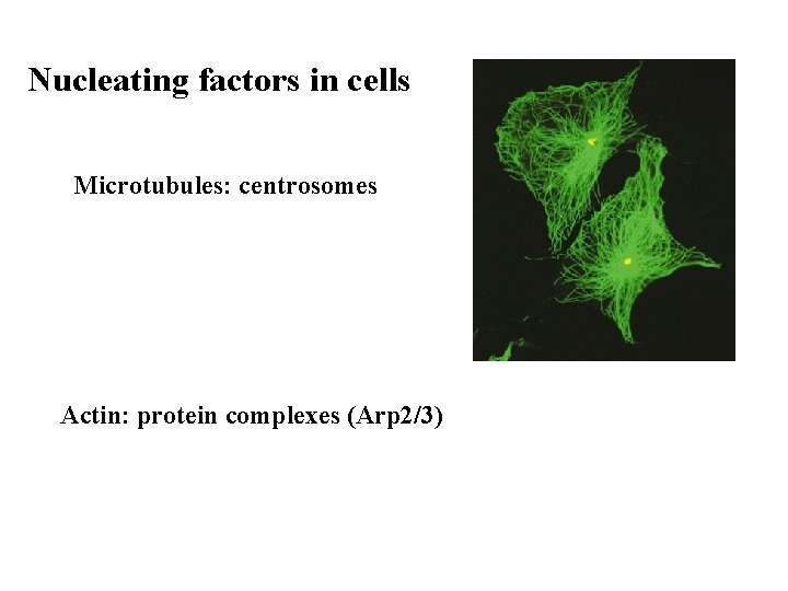 Nucleating factors in cells Microtubules: centrosomes Actin: protein complexes (Arp 2/3) 