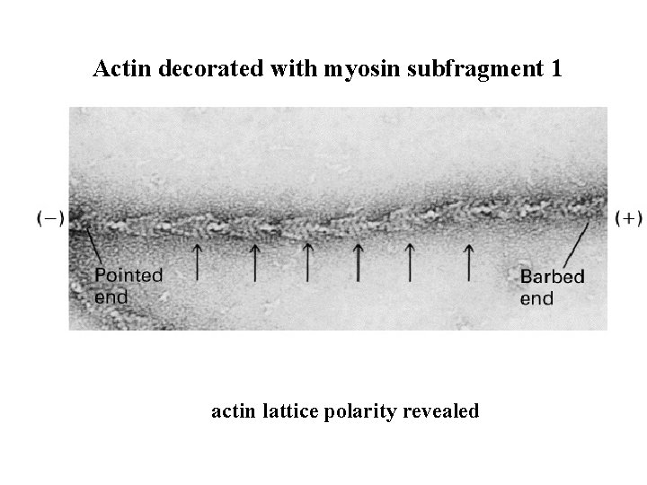 Actin decorated with myosin subfragment 1 actin lattice polarity revealed 