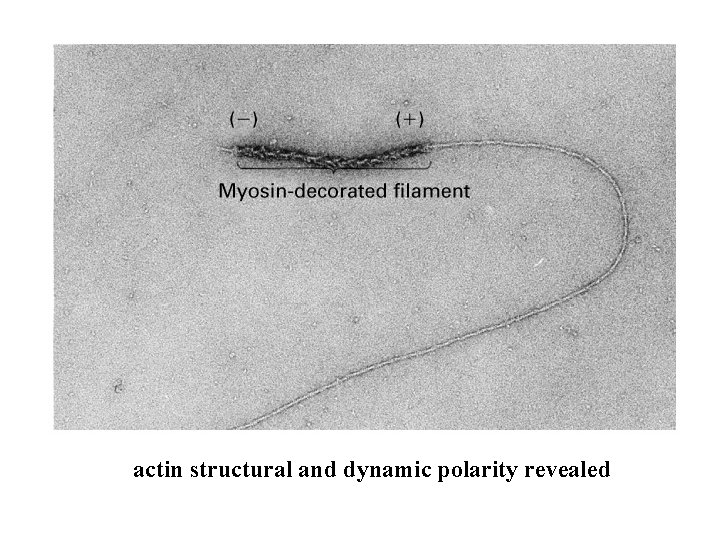 actin structural and dynamic polarity revealed 