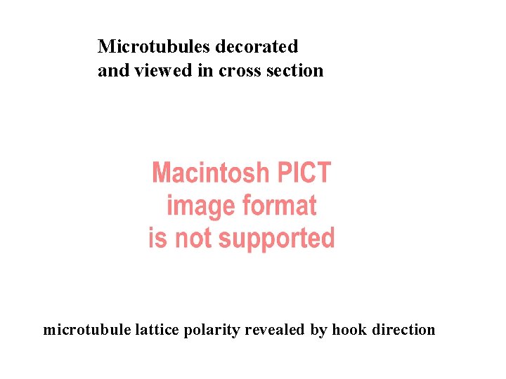Microtubules decorated and viewed in cross section microtubule lattice polarity revealed by hook direction