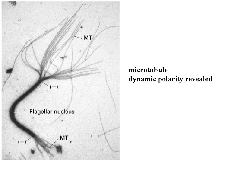 microtubule dynamic polarity revealed 