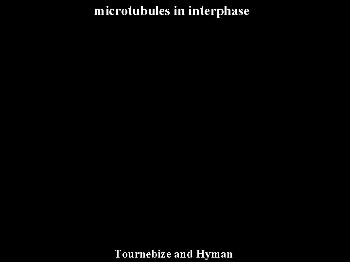 microtubules in interphase Tournebize and Hyman 