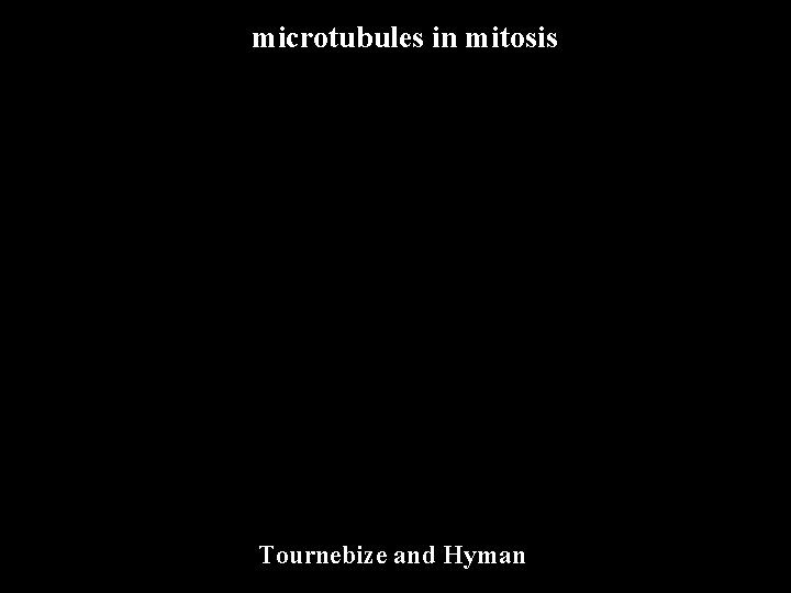 microtubules in mitosis Tournebize and Hyman 