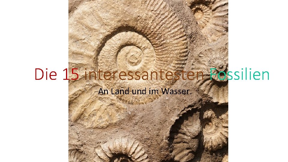 Die 15 interessantesten Fossilien An Land und im Wasser. 