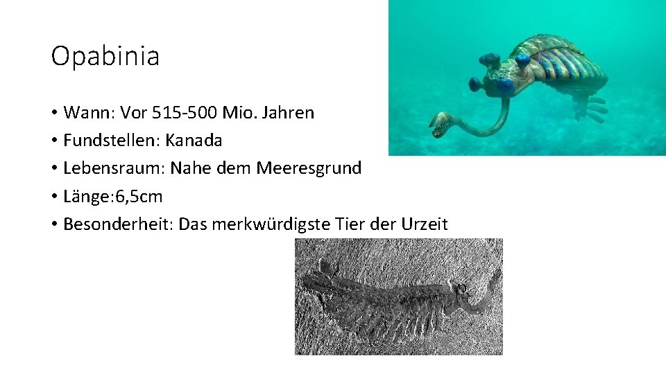 Opabinia • Wann: Vor 515 -500 Mio. Jahren • Fundstellen: Kanada • Lebensraum: Nahe