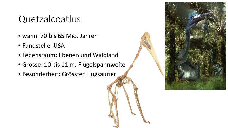 Quetzalcoatlus • wann: 70 bis 65 Mio. Jahren • Fundstelle: USA • Lebensraum: Ebenen