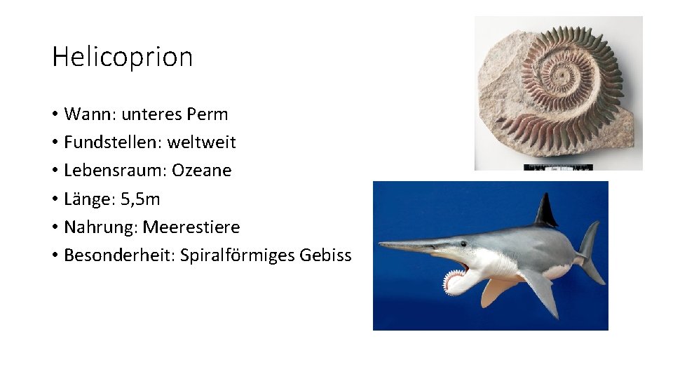 Helicoprion • Wann: unteres Perm • Fundstellen: weltweit • Lebensraum: Ozeane • Länge: 5,