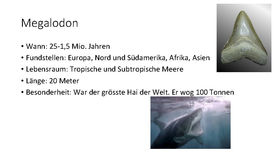 Megalodon • Wann: 25 -1, 5 Mio. Jahren • Fundstellen: Europa, Nord und Südamerika,