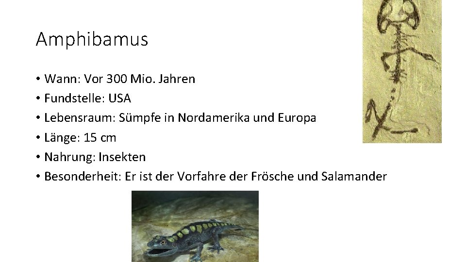 Amphibamus • Wann: Vor 300 Mio. Jahren • Fundstelle: USA • Lebensraum: Sümpfe in