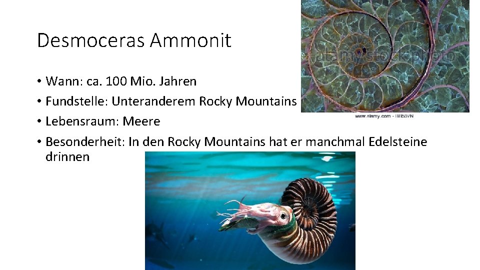 Desmoceras Ammonit • Wann: ca. 100 Mio. Jahren • Fundstelle: Unteranderem Rocky Mountains. •