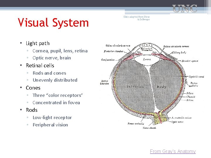 Visual System Slide adapted from Stone & Zellweger • Light path ▫ Cornea, pupil,