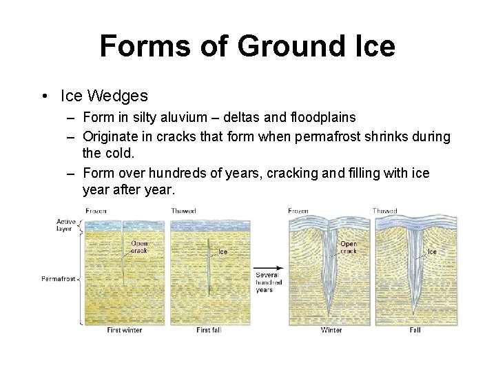 Forms of Ground Ice • Ice Wedges – Form in silty aluvium – deltas