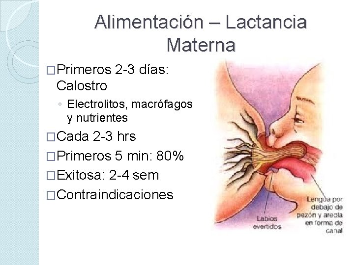 Alimentación – Lactancia Materna �Primeros 2 -3 días: Calostro ◦ Electrolitos, macrófagos y nutrientes