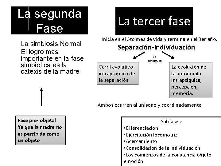 La segunda Fase La simbiosis Normal El logro mas importante en la fase simbiótica
