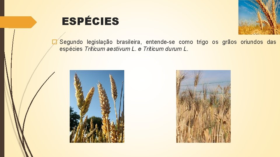 ESPÉCIES � Segundo legislação brasileira, entende-se como trigo os grãos oriundos das espécies Triticum
