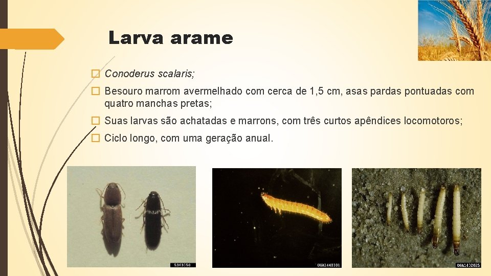 Larva arame � Conoderus scalaris; � Besouro marrom avermelhado com cerca de 1, 5