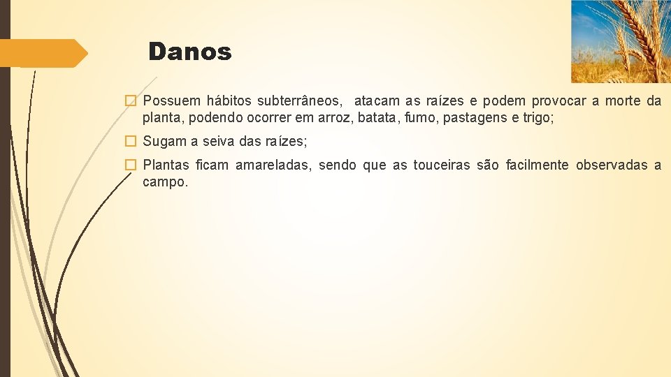 Danos � Possuem hábitos subterrâneos, atacam as raízes e podem provocar a morte da Danos � Possuem hábitos subterrâneos, atacam as raízes e podem provocar a morte da