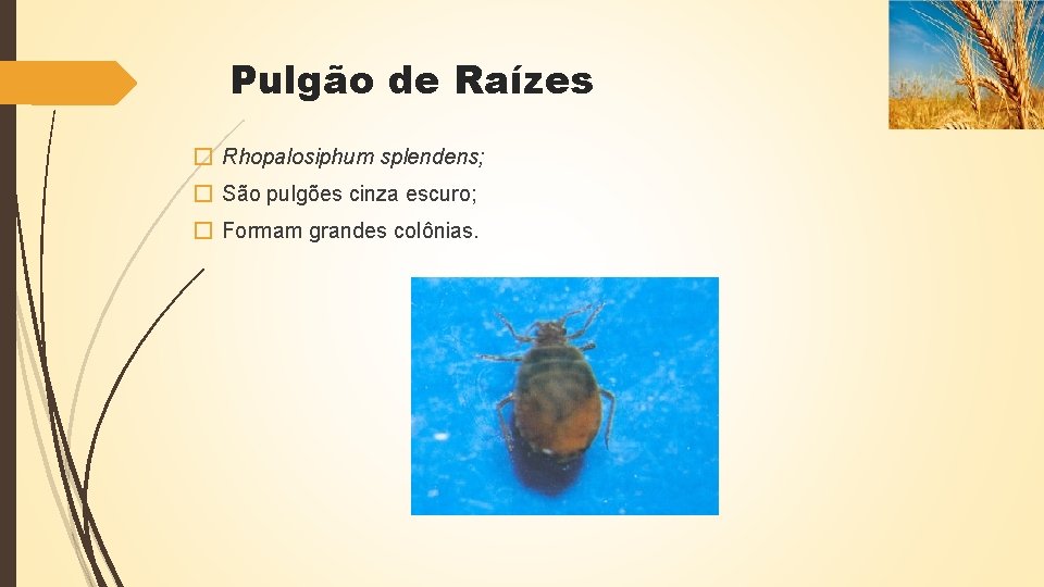 Pulgão de Raízes � Rhopalosiphum splendens; � São pulgões cinza escuro; � Formam grandes