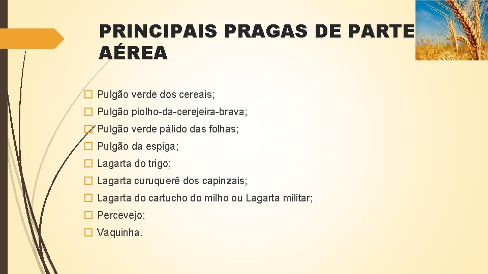 PRINCIPAIS PRAGAS DE PARTE AÉREA � Pulgão verde dos cereais; � Pulgão piolho-da-cerejeira-brava; �