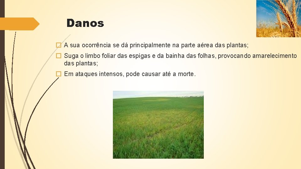 Danos � A sua ocorrência se dá principalmente na parte aérea das plantas; �