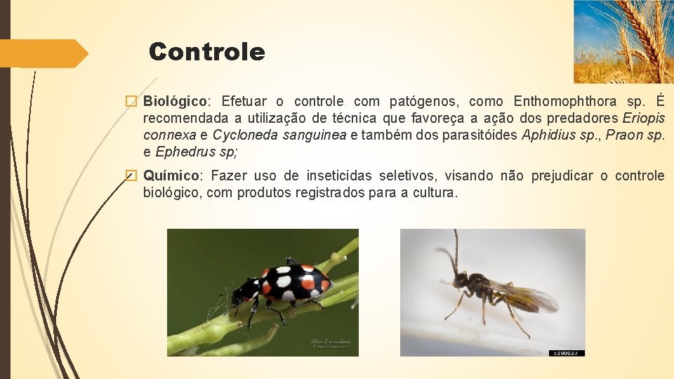 Controle � Biológico: Efetuar o controle com patógenos, como Enthomophthora sp. É recomendada a
