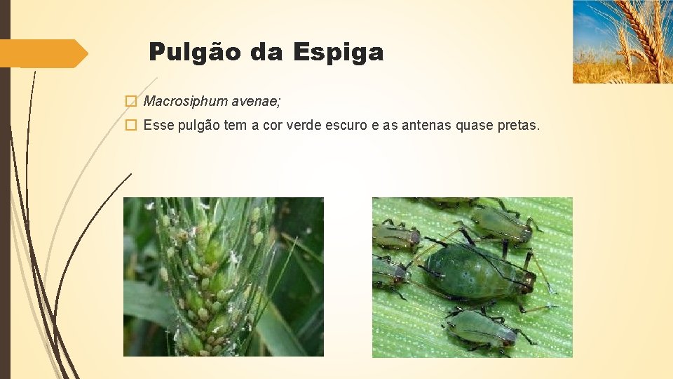 Pulgão da Espiga � Macrosiphum avenae; � Esse pulgão tem a cor verde escuro