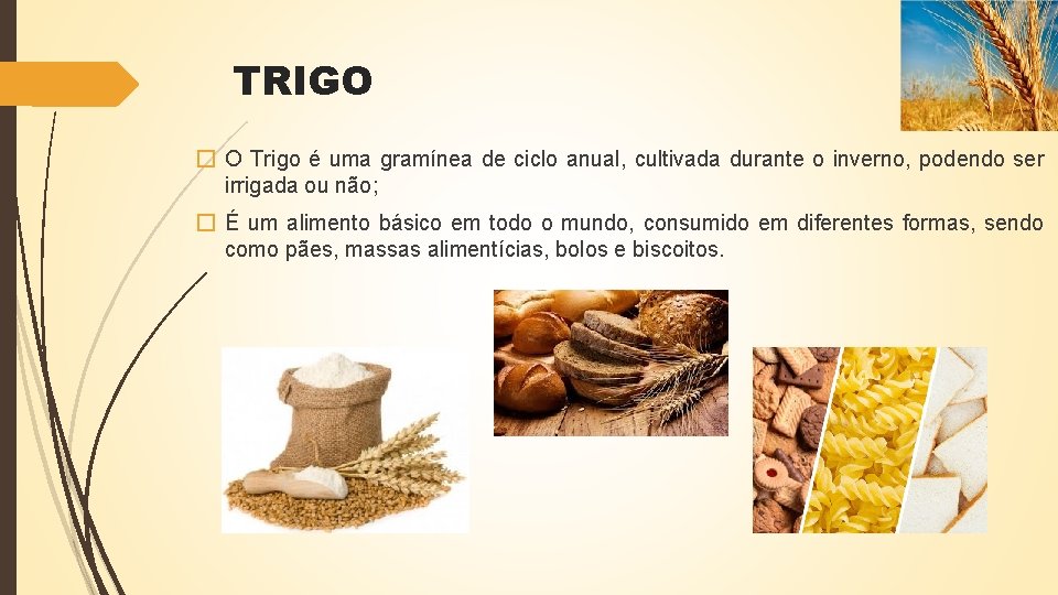 TRIGO � O Trigo é uma gramínea de ciclo anual, cultivada durante o inverno,