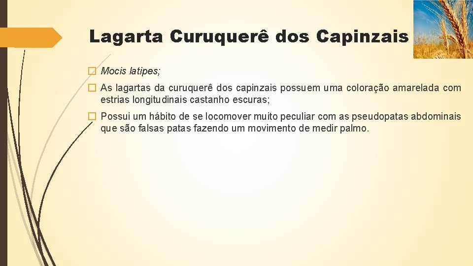 Lagarta Curuquerê dos Capinzais � Mocis latipes; � As lagartas da curuquerê dos capinzais