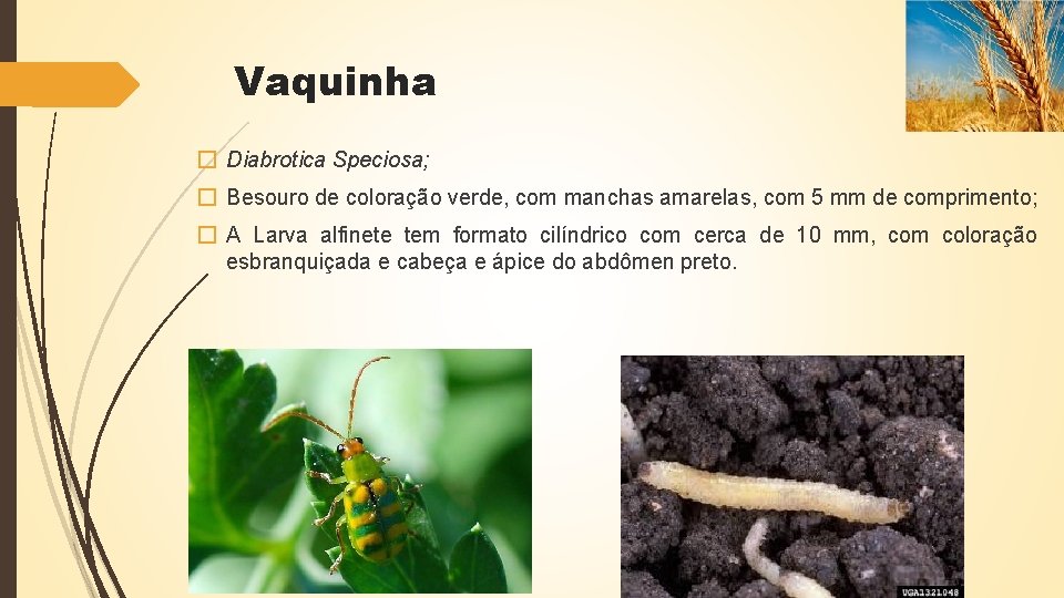 Vaquinha � Diabrotica Speciosa; � Besouro de coloração verde, com manchas amarelas, com 5