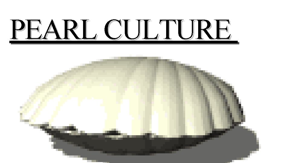 PEARL CULTURE 