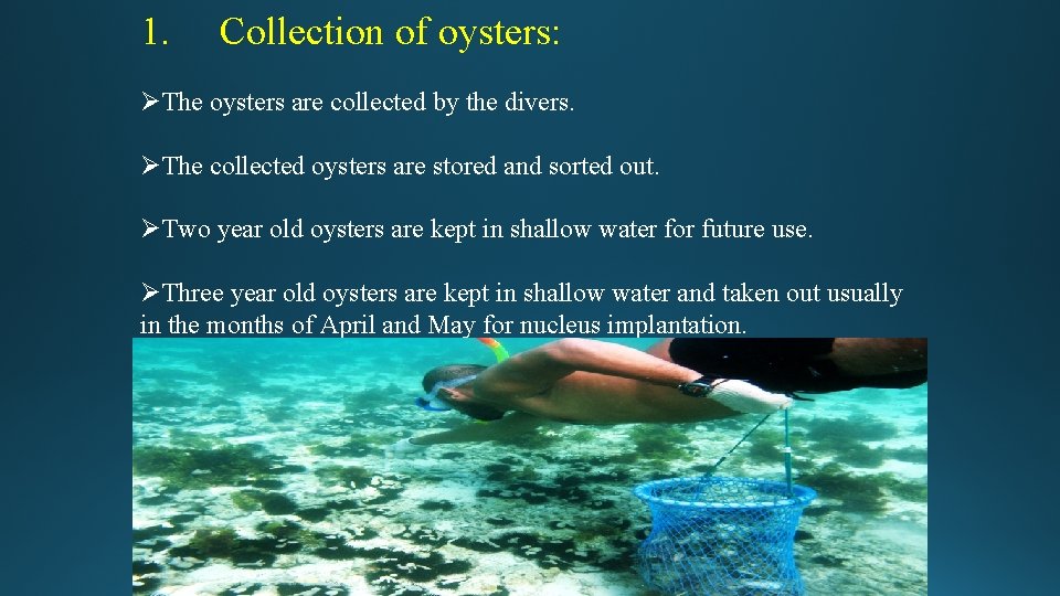 1. Collection of oysters: ØThe oysters are collected by the divers. ØThe collected oysters