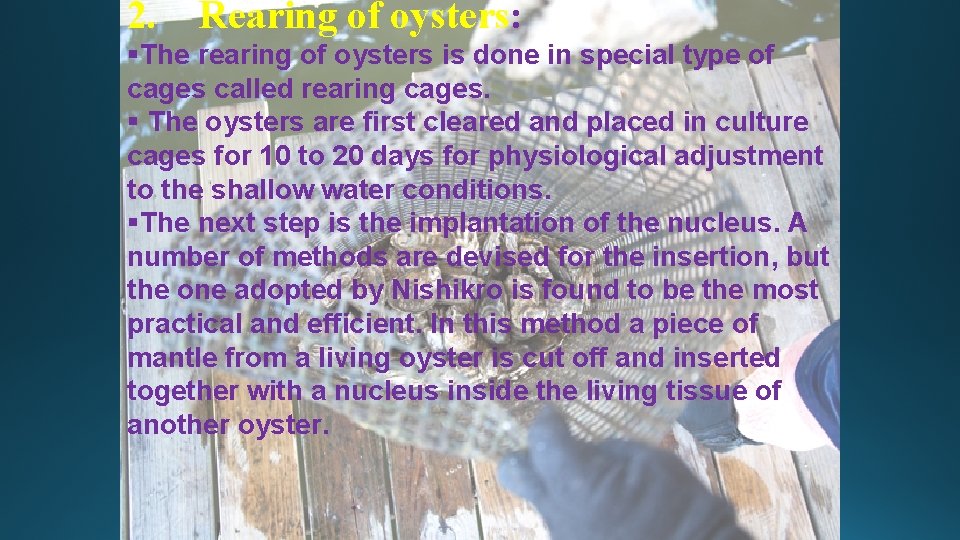 2. Rearing of oysters: §The rearing of oysters is done in special type of