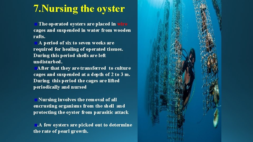 7. Nursing the oyster The operated oysters are placed in wire cages and suspended