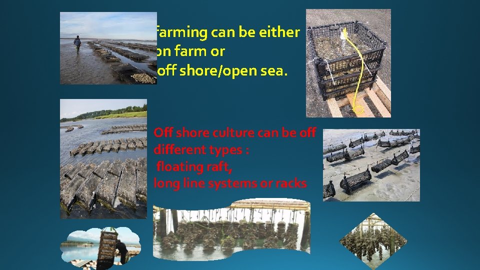 farming can be either on farm or off shore/open sea. Off shore culture can