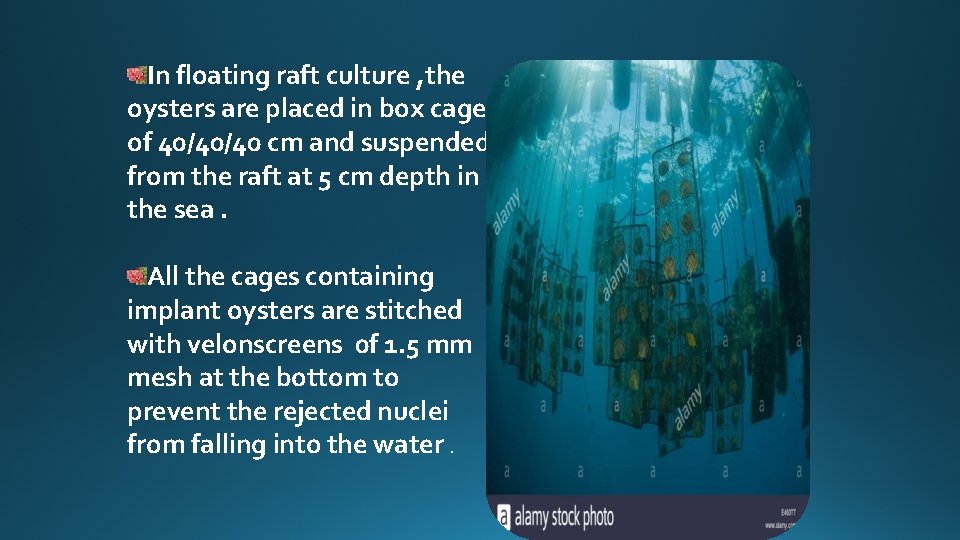 In floating raft culture , the oysters are placed in box cages of 40/40/40
