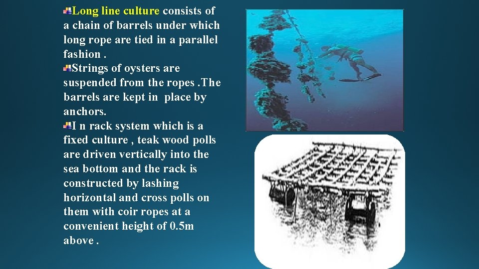 Long line culture consists of a chain of barrels under which long rope are