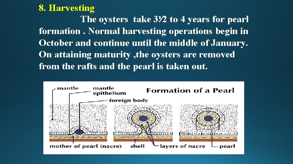 8. Harvesting The oysters take 3⅟ 2 to 4 years for pearl formation. Normal