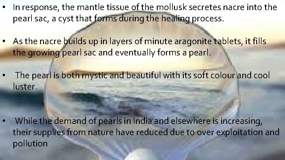  • In response, the mantle tissue of the mollusk secretes nacre into the