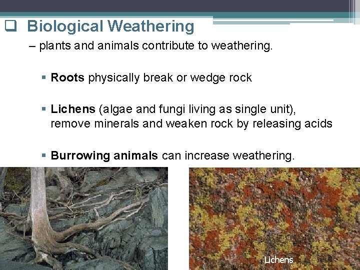 q Biological Weathering – plants and animals contribute to weathering. § Roots physically break q Biological Weathering – plants and animals contribute to weathering. § Roots physically break