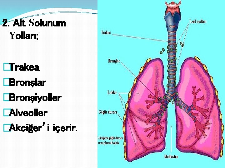 2. Alt Solunum Yolları; �Trakea �Bronşlar �Bronşiyoller �Alveoller �Akciğer’i içerir. 