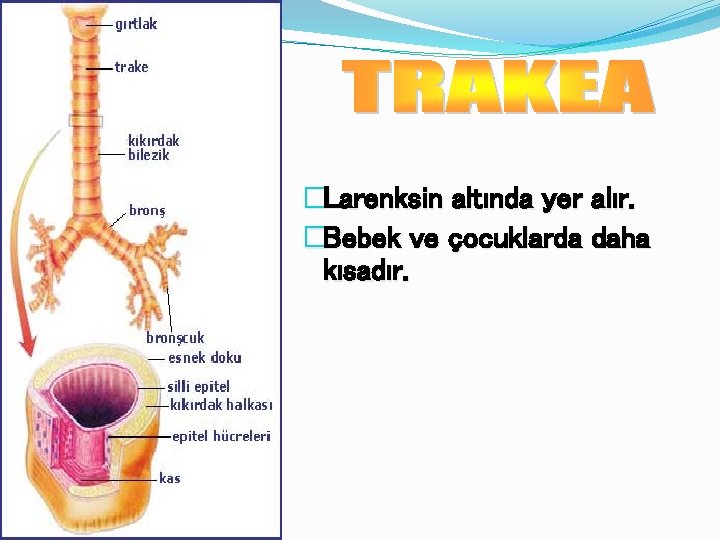 �Larenksin altında yer alır. �Bebek ve çocuklarda daha kısadır. 