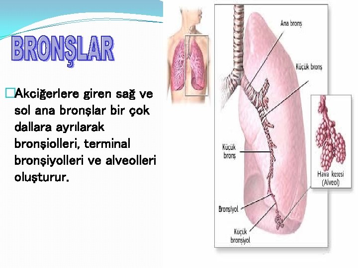�Akciğerlere giren sağ ve sol ana bronşlar bir çok dallara ayrılarak bronşiolleri, terminal bronşiyolleri