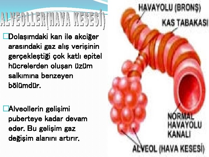 �Dolaşımdaki kan ile akciğer arasındaki gaz alış verişinin gerçekleştiği çok katlı epitel hücrelerden oluşan