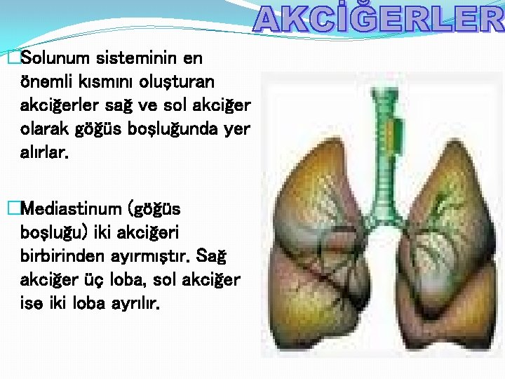 �Solunum sisteminin en önemli kısmını oluşturan akciğerler sağ ve sol akciğer olarak göğüs boşluğunda