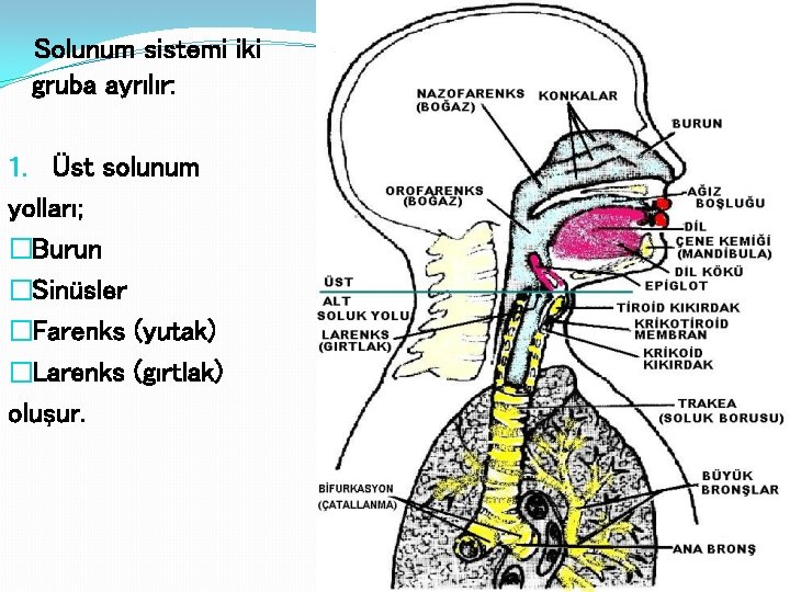 Solunum sistemi iki gruba ayrılır: 1. Üst solunum yolları; �Burun �Sinüsler �Farenks (yutak) �Larenks