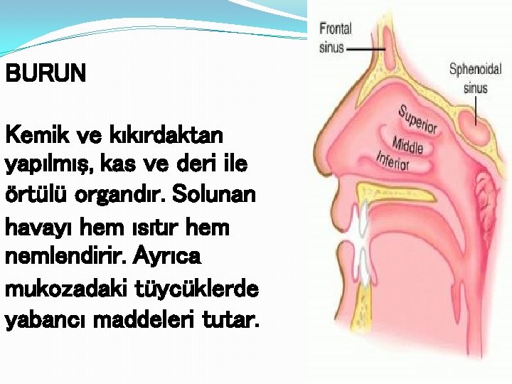 BURUN Kemik ve kıkırdaktan yapılmış, kas ve deri ile örtülü organdır. Solunan havayı hem