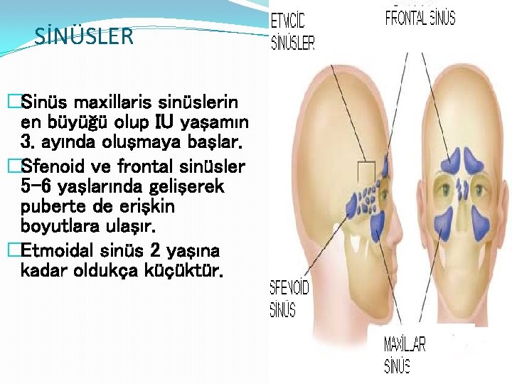 SİNÜSLER �Sinüs maxillaris sinüslerin en büyüğü olup IU yaşamın 3. ayında oluşmaya başlar. �Sfenoid