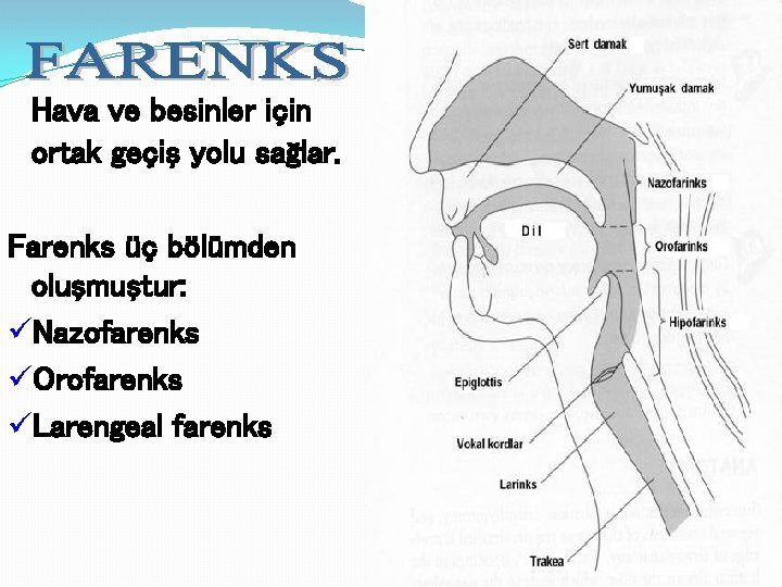 Hava ve besinler için ortak geçiş yolu sağlar. Farenks üç bölümden oluşmuştur: üNazofarenks üOrofarenks