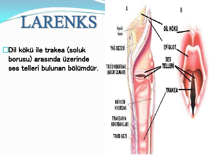 �Dil kökü ile trakea (soluk borusu) arasında üzerinde ses telleri bulunan bölümdür. 